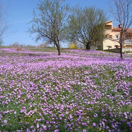 Alice Oasis -