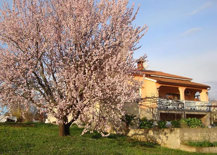 Alice Oasis - Πόρετς