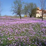 Alice Oasis -